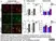 Anti Mouse CD68 Antibody, clone FA-11 thumbnail image 119