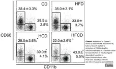 Anti Mouse CD68 Antibody, clone FA-11 gallery image 12