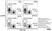Anti Mouse CD68 Antibody, clone FA-11 thumbnail image 12