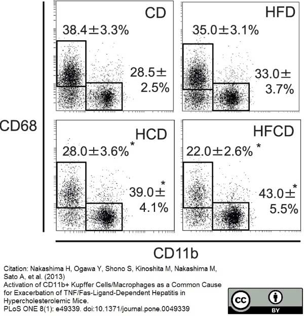 Anti Mouse CD68 Antibody, clone FA-11 gallery image 11