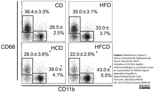 Anti Mouse CD68 Antibody, clone FA-11 gallery image 12