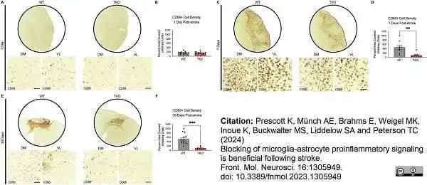 Anti Mouse CD68 Antibody, clone FA-11 gallery image 120