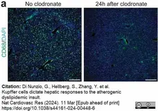 Anti Mouse CD68 Antibody, clone FA-11 gallery image 121