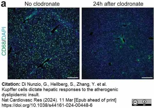 Anti Mouse CD68 Antibody, clone FA-11 gallery image 121