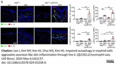 Anti Mouse CD68 Antibody, clone FA-11 gallery image 122