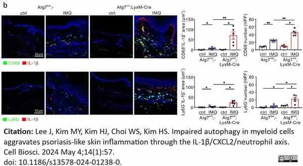 Anti Mouse CD68 Antibody, clone FA-11 gallery image 122