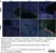 Anti Mouse CD68 Antibody, clone FA-11 thumbnail image 124