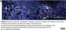 Anti Mouse CD68 Antibody, clone FA-11 gallery image 125