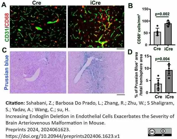 Anti Mouse CD68 Antibody, clone FA-11 gallery image 127