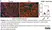 Anti Mouse CD68 Antibody, clone FA-11 thumbnail image 128