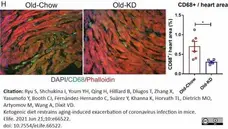Anti Mouse CD68 Antibody, clone FA-11 gallery image 129