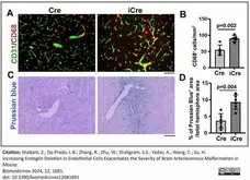 Anti Mouse CD68 Antibody, clone FA-11 gallery image 130