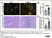 Anti Mouse CD68 Antibody, clone FA-11 thumbnail image 130