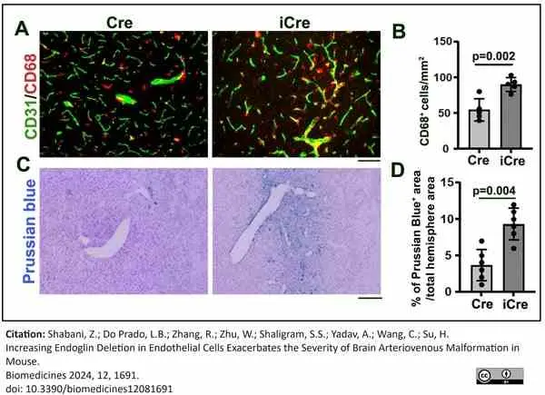 Anti Mouse CD68 Antibody, clone FA-11 gallery image 130