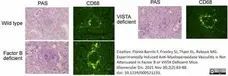 Anti Mouse CD68 Antibody, clone FA-11 gallery image 131