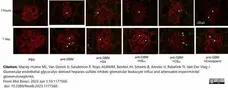 Anti Mouse CD68 Antibody, clone FA-11 gallery image 133