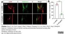 Anti Mouse CD68 Antibody, clone FA-11 gallery image 134