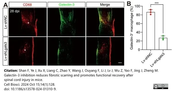 Anti Mouse CD68 Antibody, clone FA-11 gallery image 134