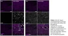 Anti Mouse CD68 Antibody, clone FA-11 gallery image 135