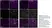 Anti Mouse CD68 Antibody, clone FA-11 thumbnail image 135