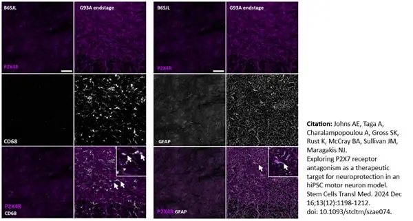 Anti Mouse CD68 Antibody, clone FA-11 gallery image 135