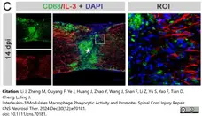 Anti Mouse CD68 Antibody, clone FA-11 gallery image 136
