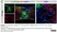 Anti Mouse CD68 Antibody, clone FA-11 thumbnail image 136