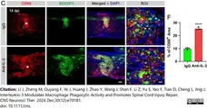 Anti Mouse CD68 Antibody, clone FA-11 gallery image 137