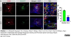 Anti Mouse CD68 Antibody, clone FA-11 gallery image 138