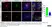 Anti Mouse CD68 Antibody, clone FA-11 thumbnail image 138