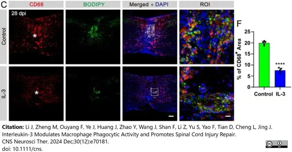 Anti Mouse CD68 Antibody, clone FA-11 gallery image 138