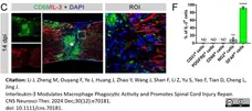 Anti Mouse CD68 Antibody, clone FA-11 gallery image 139