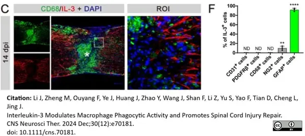 Anti Mouse CD68 Antibody, clone FA-11 gallery image 139