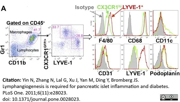 Anti Mouse CD68 Antibody, clone FA-11 gallery image 14