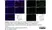Anti Mouse CD68 Antibody, clone FA-11 thumbnail image 140