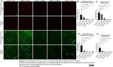Anti Mouse CD68 Antibody, clone FA-11 gallery image 141
