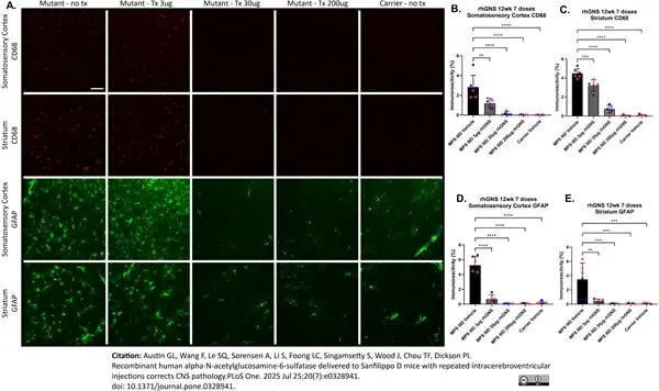 Anti Mouse CD68 Antibody, clone FA-11 gallery image 141