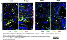 Anti Mouse CD68 Antibody, clone FA-11 gallery image 144