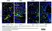 Anti Mouse CD68 Antibody, clone FA-11 thumbnail image 144