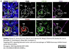 Anti Mouse CD68 Antibody, clone FA-11 gallery image 145
