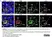 Anti Mouse CD68 Antibody, clone FA-11 thumbnail image 145