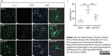 Anti Mouse CD68 Antibody, clone FA-11 gallery image 146