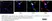 Anti Mouse CD68 Antibody, clone FA-11 thumbnail image 147