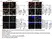 Anti Mouse CD68 Antibody, clone FA-11 thumbnail image 149