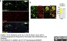 Anti Mouse CD68 Antibody, clone FA-11 gallery image 15