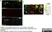 Anti Mouse CD68 Antibody, clone FA-11 thumbnail image 15