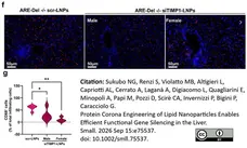 Anti Mouse CD68 Antibody, clone FA-11 gallery image 150