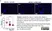 Anti Mouse CD68 Antibody, clone FA-11 thumbnail image 150