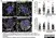 Anti Mouse CD68 Antibody, clone FA-11 thumbnail image 16