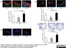 Anti Mouse CD68 Antibody, clone FA-11 gallery image 18